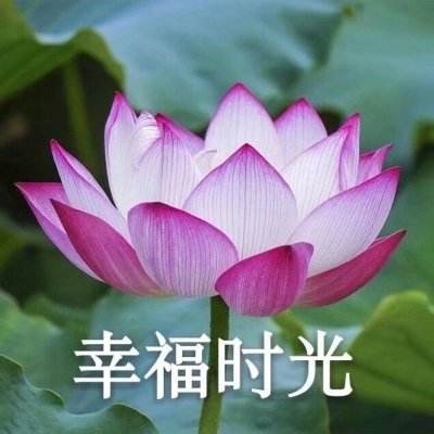 vivo版海盗奇兵下载